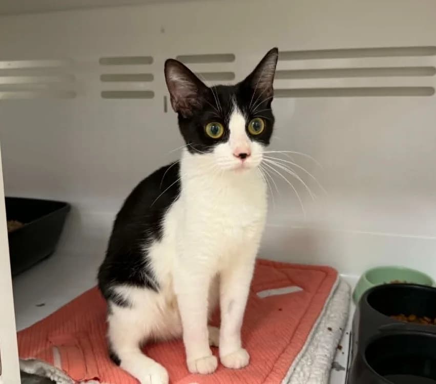 ALOA, female 3yo Mixed Breed for adoption at Gerhard Cramer), Arry
