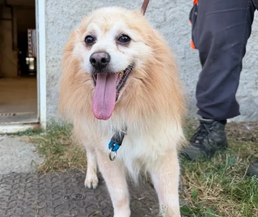 NESQUICK, male senior Mixed Breed for adoption at Gerhard Cramer), Arry