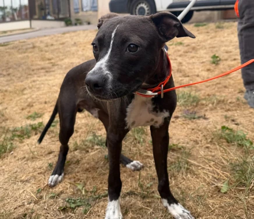 CHICO, male mixed breed for adoption at Gerhard Cramer), Arry
