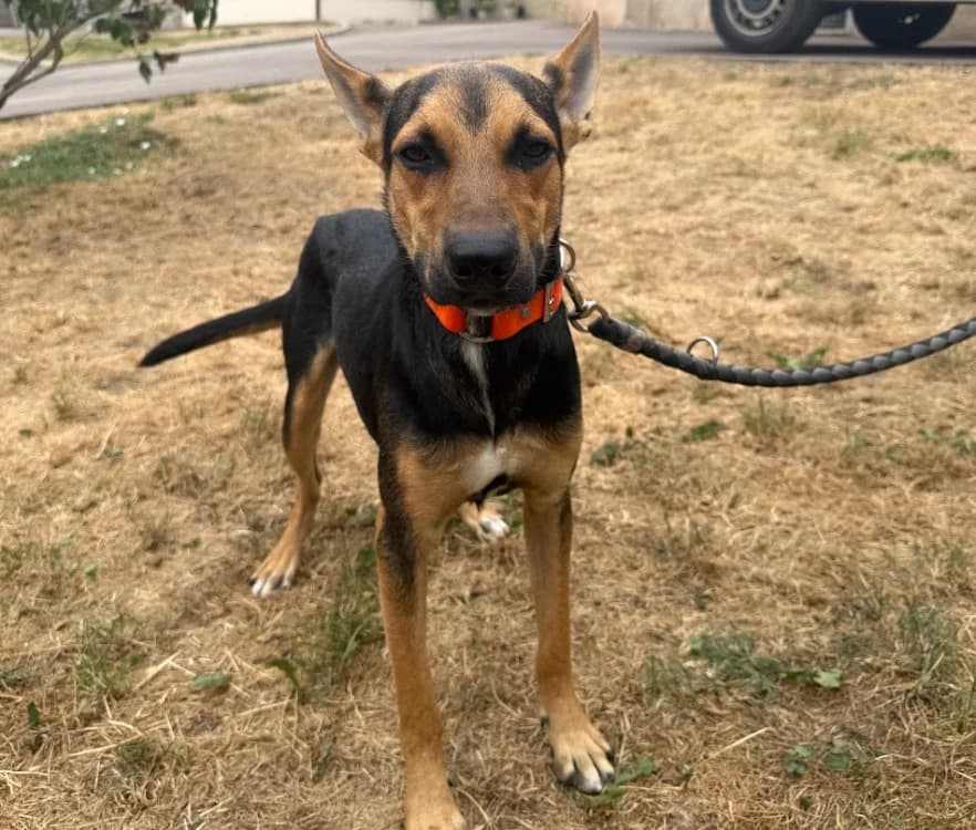 BUDDY, male Mixed Breed for adoption at Gerhard Cramer), Arry