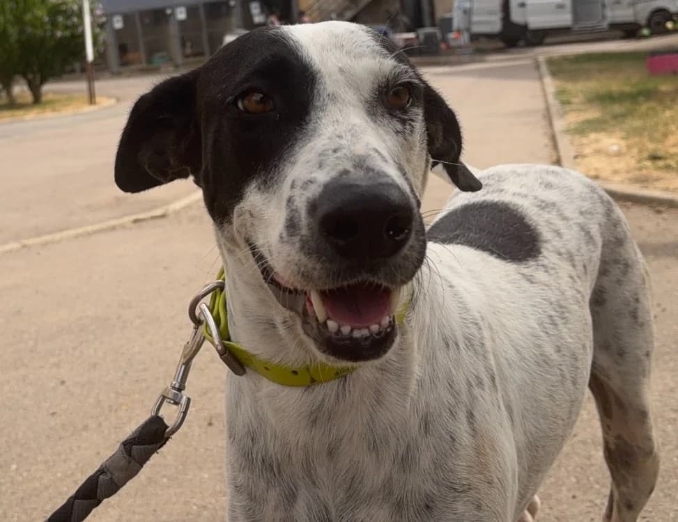 BELIZ, female 4yo Mixed Breed for adoption at Gerhard Cramer), Arry