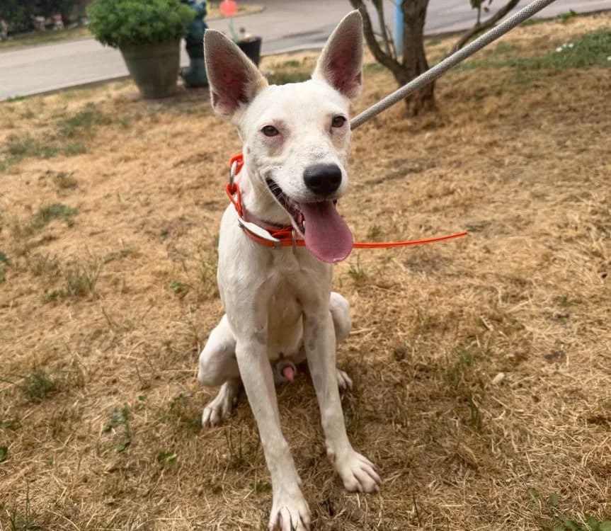 ROCCO, male mixed breed for adoption at Gerhard Cramer), Arry