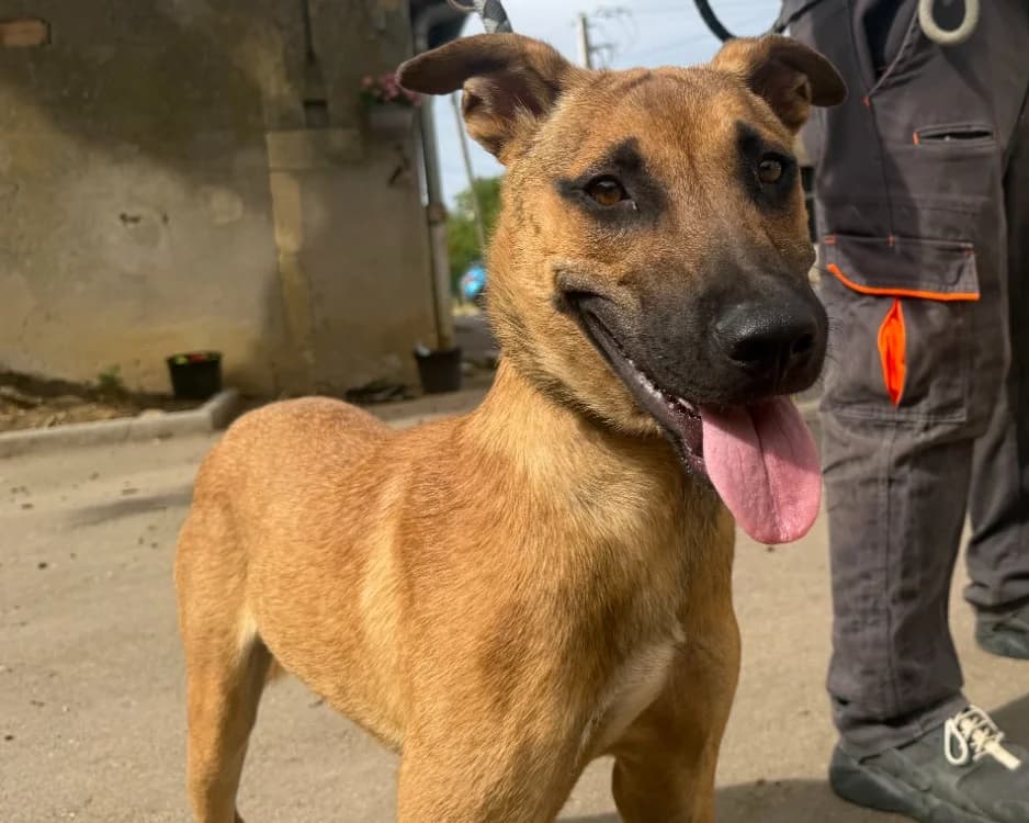 ROLEX, male 3yo Mixed Breed for adoption at Gerhard Cramer), Arry