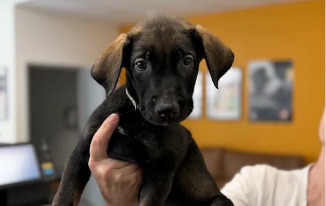 NIGHT, male mixed breed for adoption at Gerhard Cramer), Arry