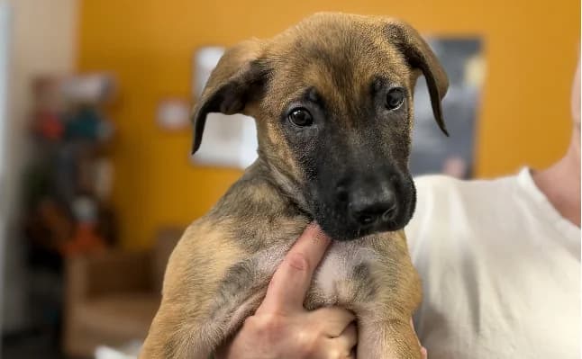 Sparco, male Mixed Breed for adoption at Gerhard Cramer), Arry