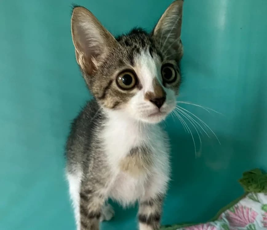 barnabé, Mixed Breed (Chameyrat))