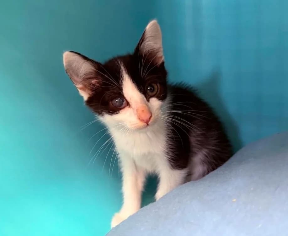 Marguerite, male mixed breed for adoption at Gerhard Cramer), Arry