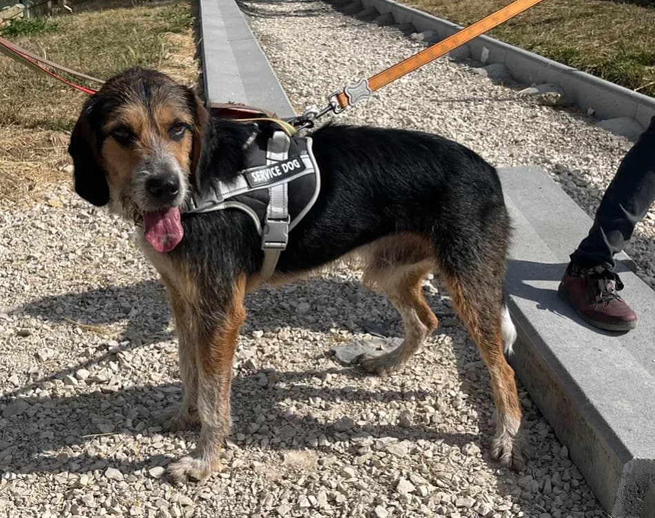 TOBBY, male young mixed breed for adoption at Gerhard Cramer), Arry
