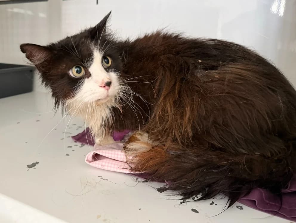 JAMES, male Mixed Breed for adoption at Amiens), Poulainville