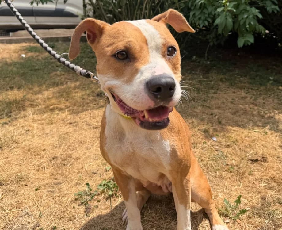 BUFFY, female 5yo mixed breed for adoption at Gerhard Cramer), Arry