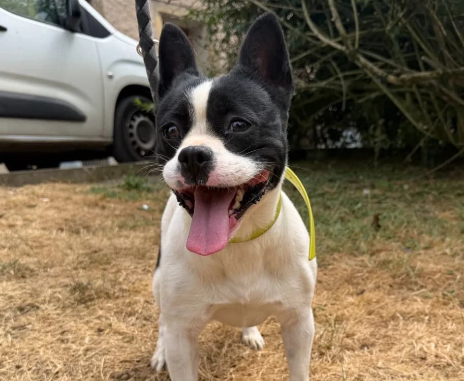 GLADYS, female 5yo Mixed Breed for adoption at Gerhard Cramer), Arry