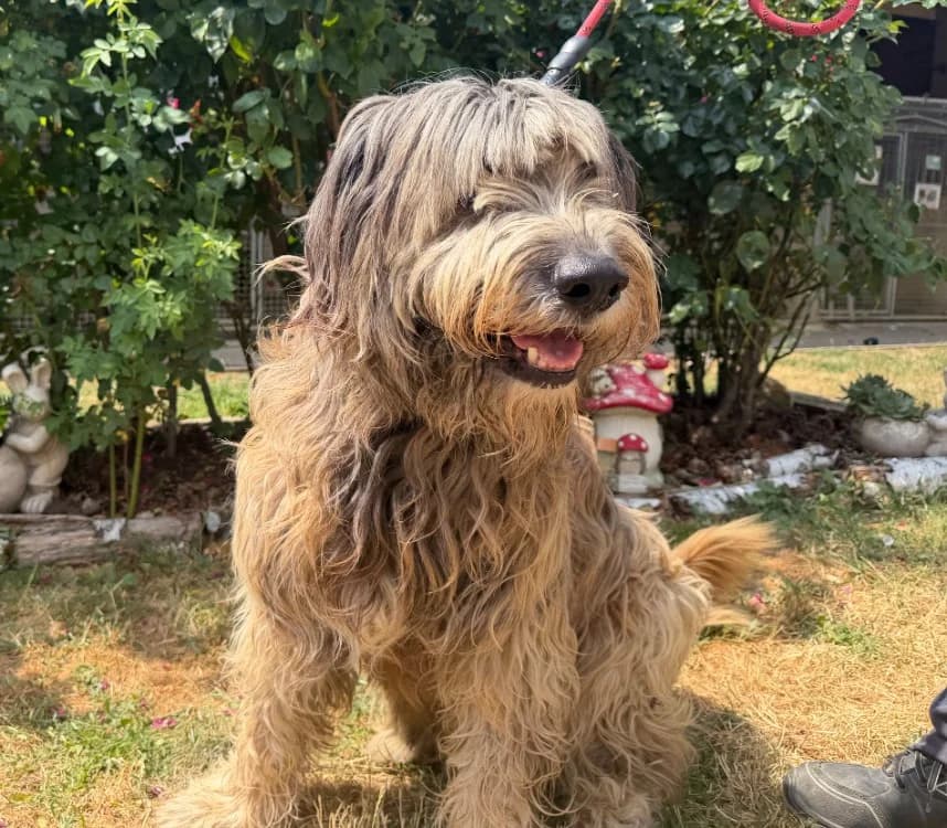 ROYANS, male mixed breed for adoption at Gerhard Cramer), Arry