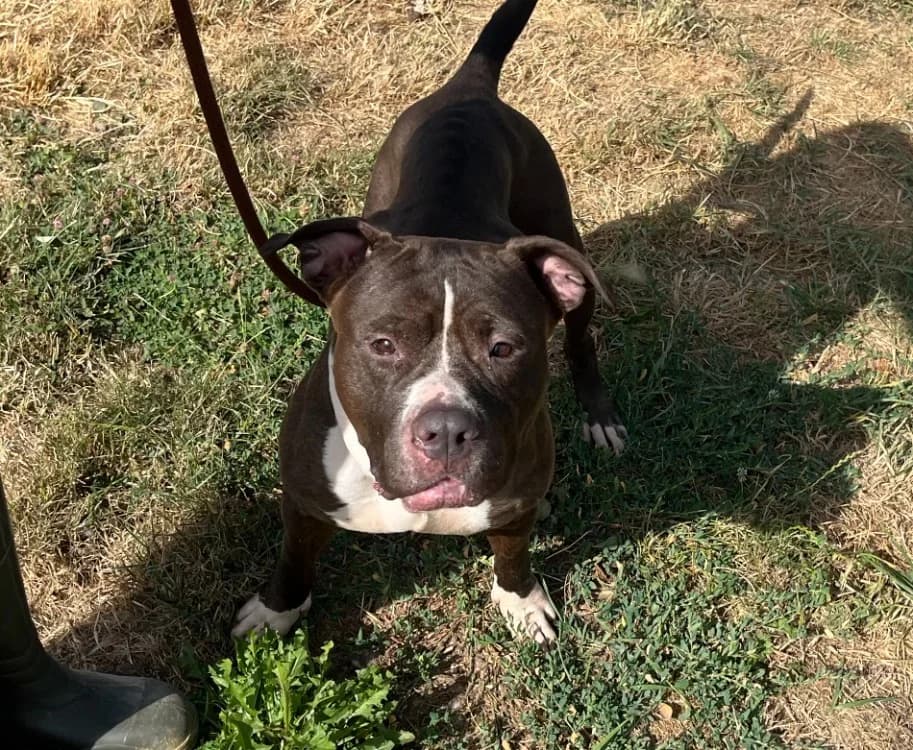 bella, female American Bully for adoption at Gerhard Cramer), Arry