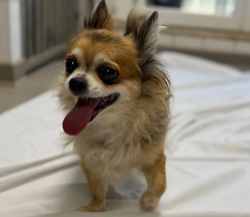 MOCHI, female senior Chihuahua for adoption at Gerhard Cramer), Arry