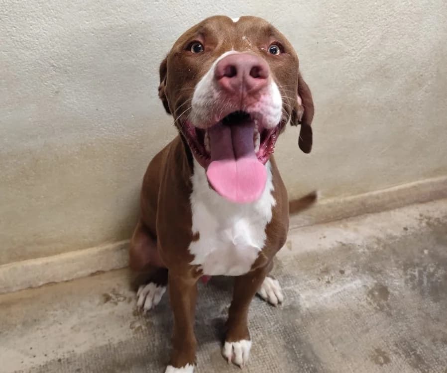 DUMBO, male young mixed breed for adoption at Gerhard Cramer), Arry