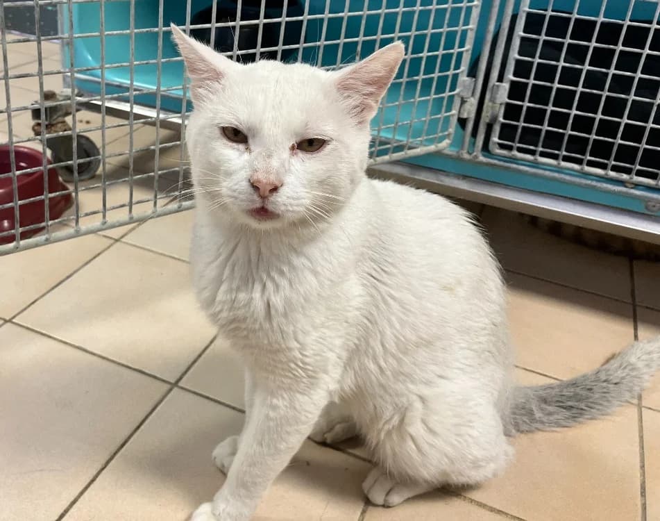 SLOOKHY, male 5yo Mixed Breed for adoption at Gerhard Cramer), Arry