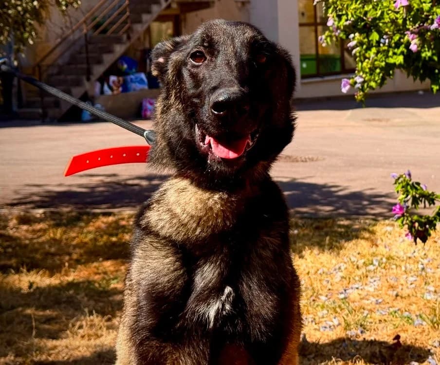 BEEF, male 4yo Belgian Malinois for adoption at Gerhard Cramer), Arry