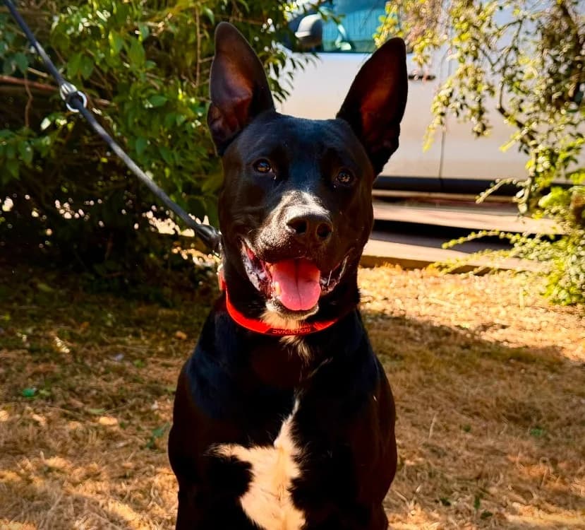 GAROU, male young Mixed Breed for adoption at Gerhard Cramer), Arry