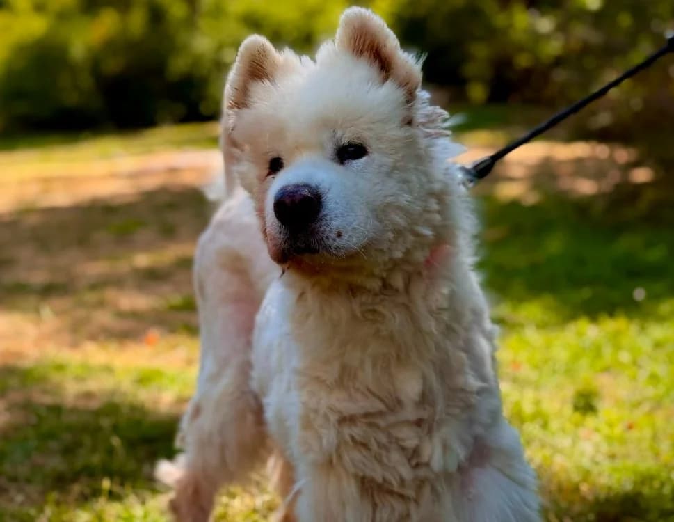 JIRAYA, male senior Samoyed for adoption at Gerhard Cramer), Arry