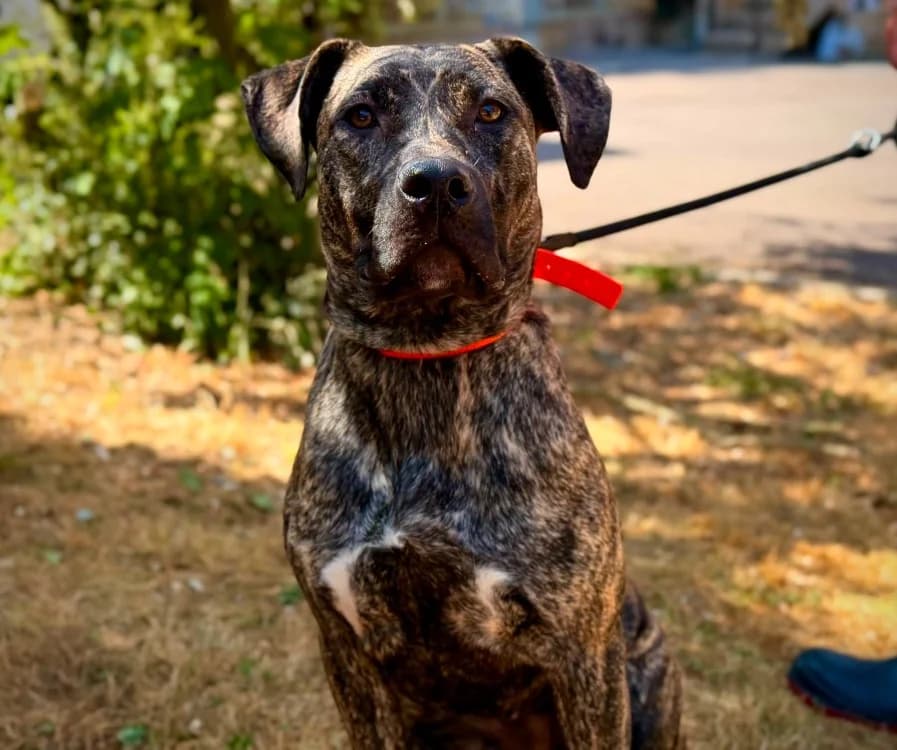 EUPHORIA, female young mixed breed for adoption at Gerhard Cramer), Arry