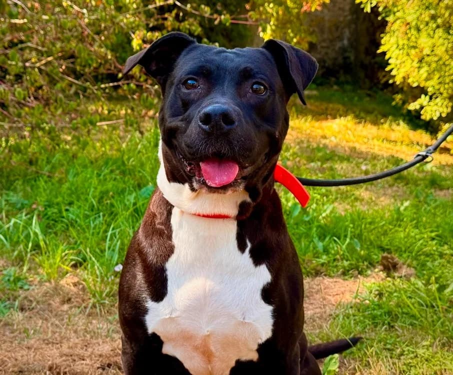 BETTY, female 6yo Mixed Breed for adoption at Gerhard Cramer), Arry