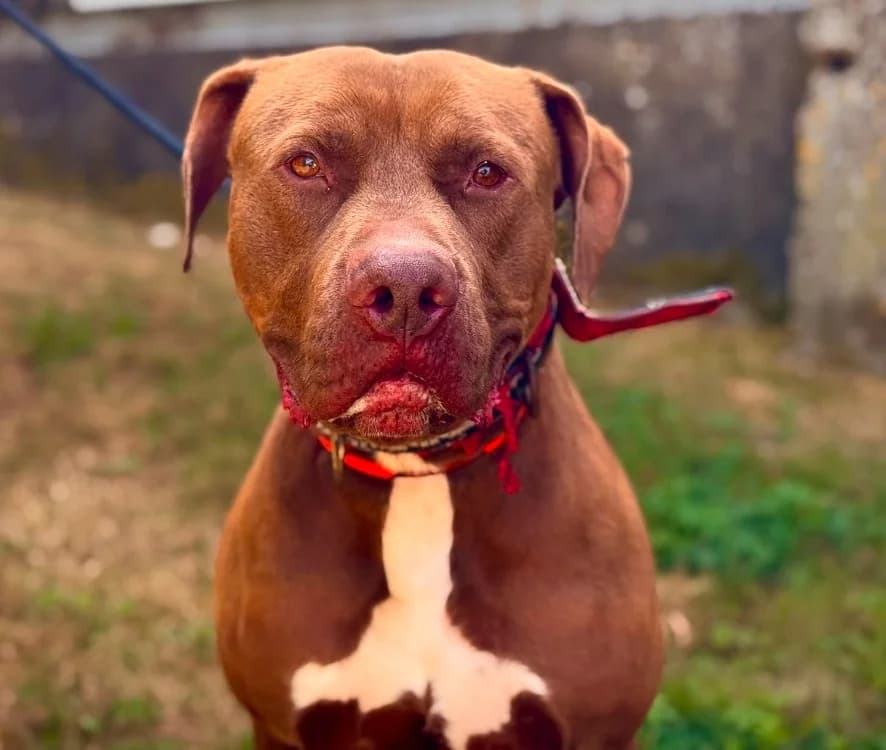 TOUCO, male 4yo mixed breed for adoption at Gerhard Cramer), Arry