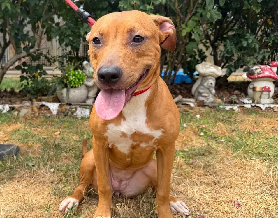 HESTIA, female mixed breed for adoption at Gerhard Cramer), Arry