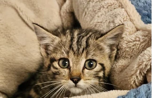 Ti' BISCUIT, Mixed Breed (Gerhard Cramer))