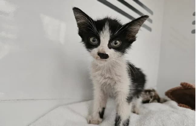 BASILE, male Mixed Breed for adoption at Gerhard Cramer), Arry