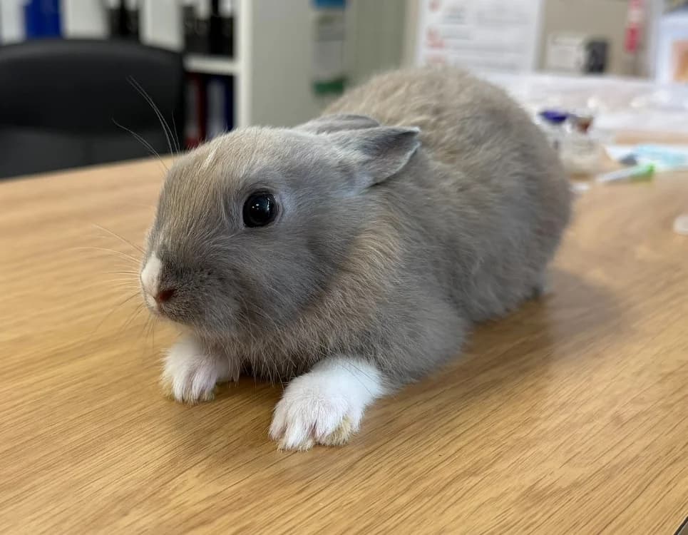 KUMO, male mixed breed for adoption at Gerhard Cramer), Arry