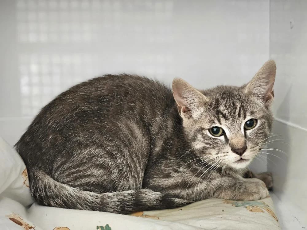 Kiwi, female Mixed Breed for adoption at Gerhard Cramer), Arry