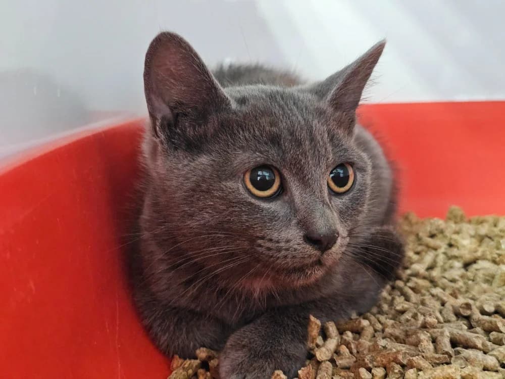 Blue, male mixed breed for adoption at Gerhard Cramer), Arry