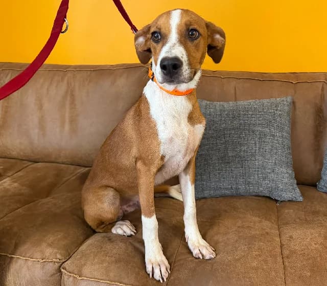Santos, male mixed breed for adoption at Gerhard Cramer), Arry