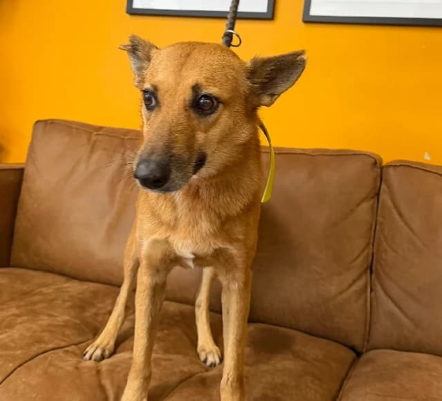 Fara, female senior mixed breed for adoption at Gerhard Cramer), Arry