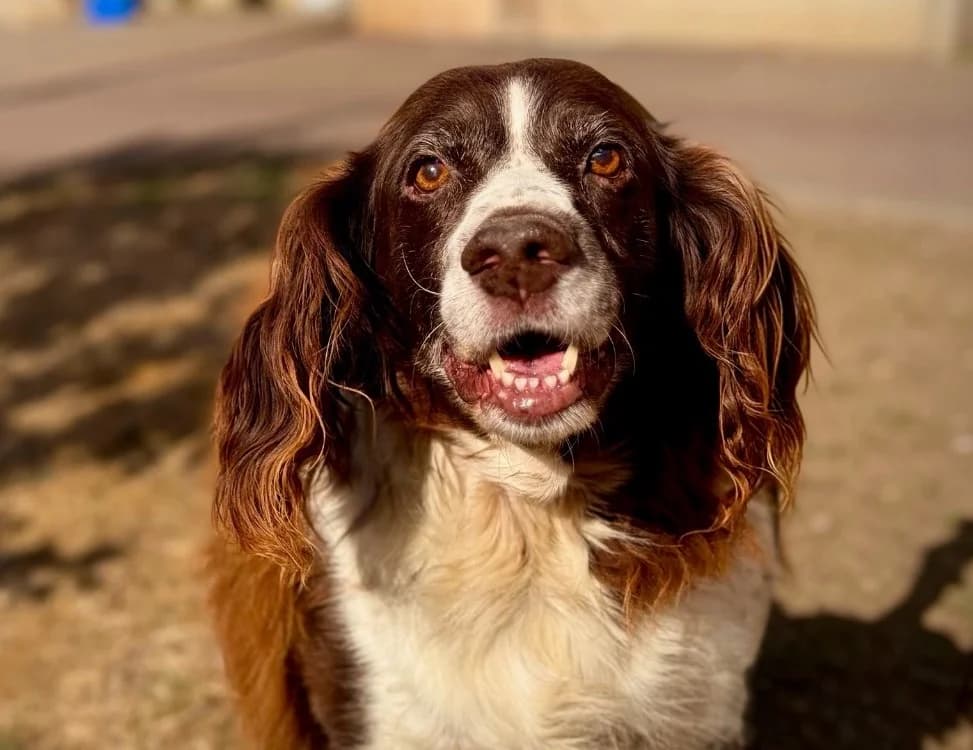INDIA, female senior mixed breed for adoption at Gerhard Cramer), Arry