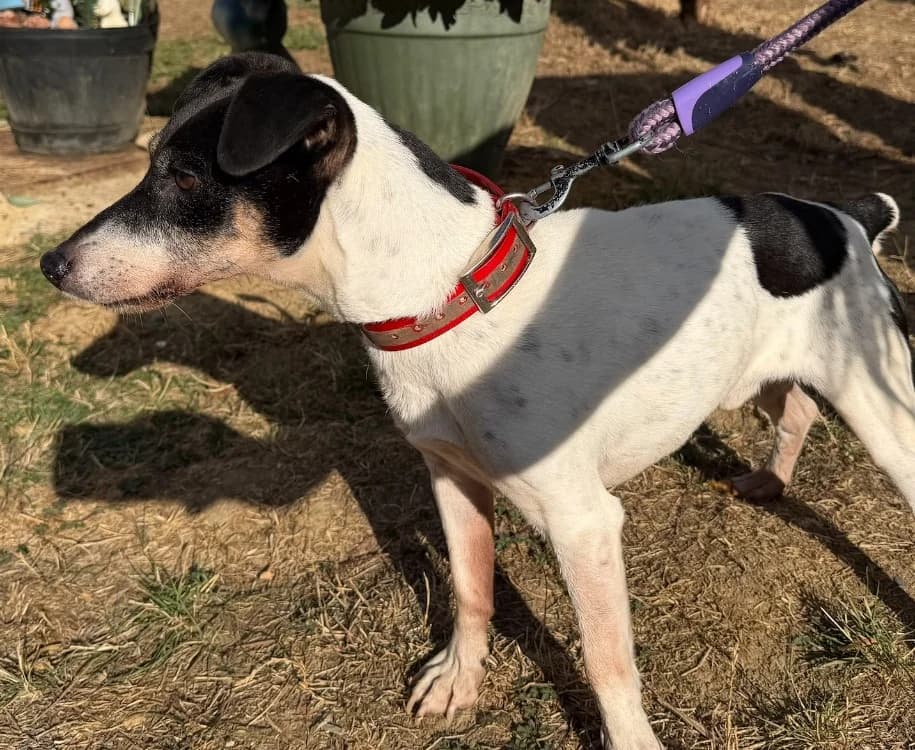 PHILOU, male senior Jack Russell Terrier for adoption at Gerhard Cramer), Arry