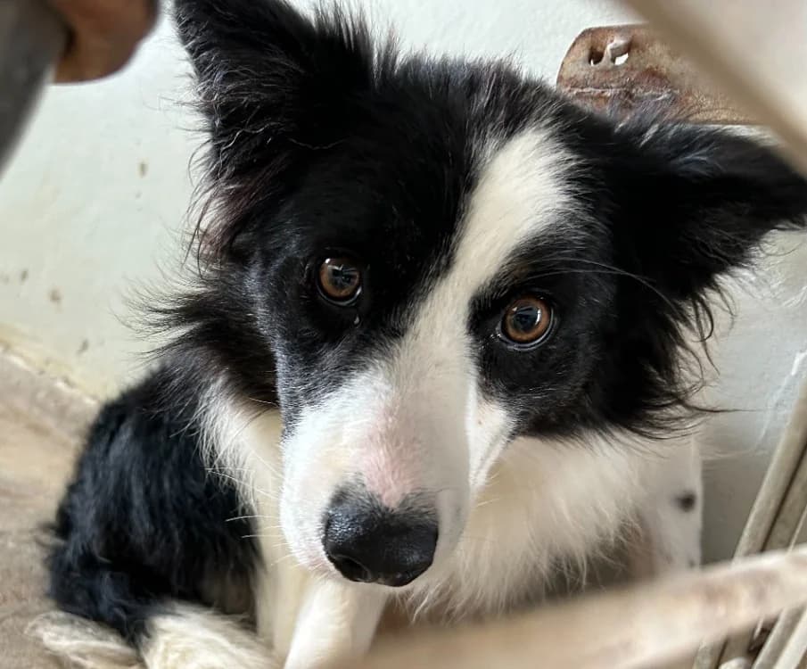 KALINKA, female young Border Collie for adoption at Gerhard Cramer), Arry