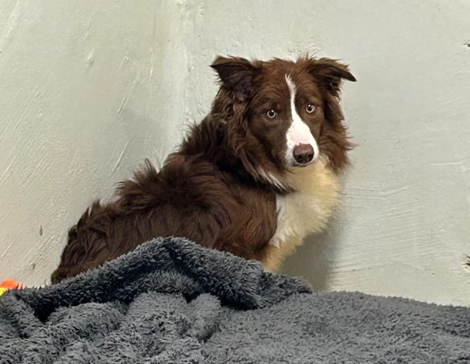 JAKE, male young Border Collie for adoption at Gerhard Cramer), Arry