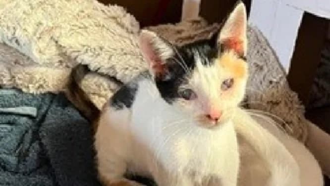 NINOU, female mixed breed for adoption at Gerhard Cramer), Arry