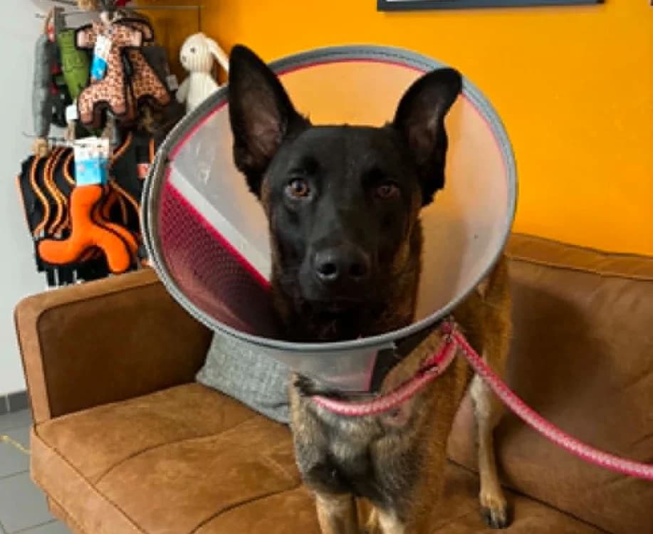 LOKI, male young Belgian Malinois for adoption at Gerhard Cramer), Arry
