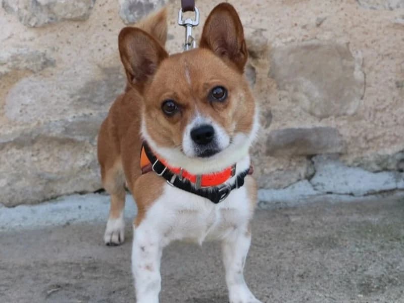 LOLA, female senior Mixed Breed for adoption at Gerhard Cramer), Arry