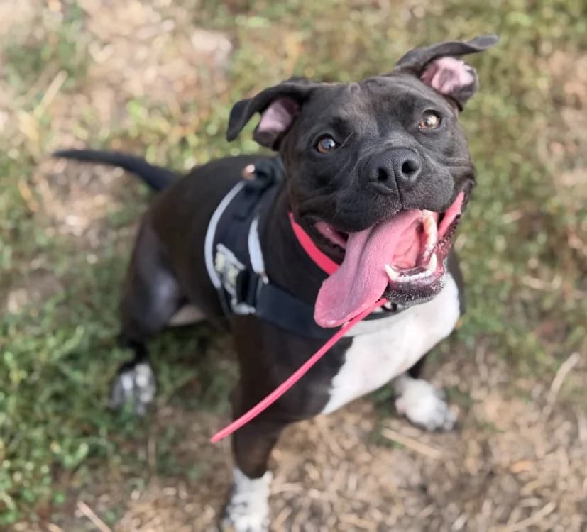 KALY, female American Bully for adoption at Gerhard Cramer), Arry