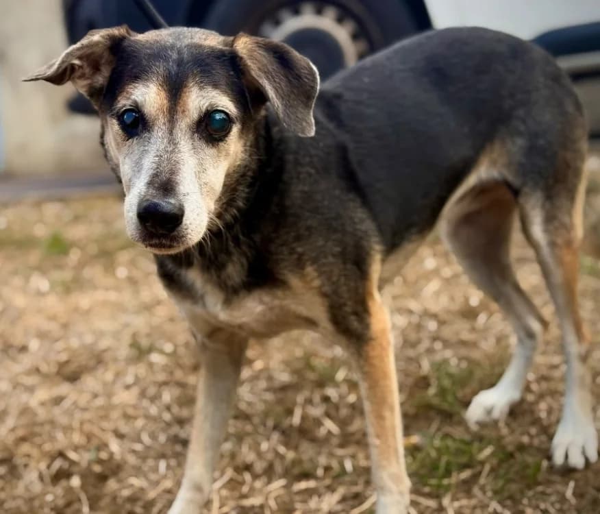 NOEL, female young mixed breed for adoption at Gerhard Cramer), Arry