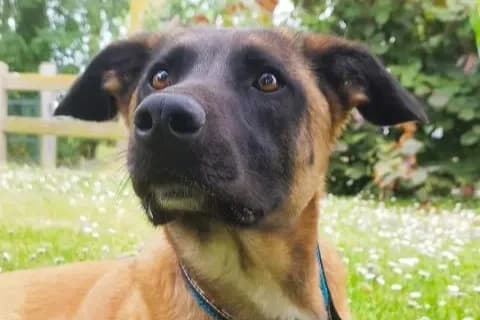 ZEUS (anciennement Boy), male 5yo Mixed Breed for adoption at SPA de Basse-Normandie, Verson