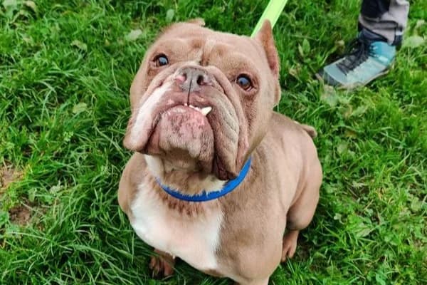 TOKYO, female 6yo Mixed Breed for adoption at SPA de Basse-Normandie, Verson