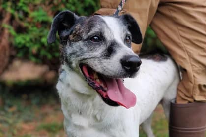 SYD, male senior Mixed Breed for adoption at SPA de Basse-Normandie, Verson