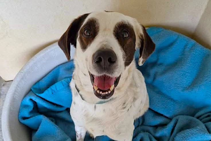 NÉO, male senior Mixed Breed for adoption at SPA de Basse-Normandie, Verson