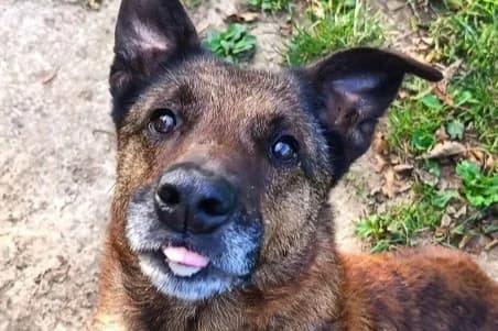 FYLOU, male senior Belgian Malinois for adoption at SPA de Basse-Normandie, Verson