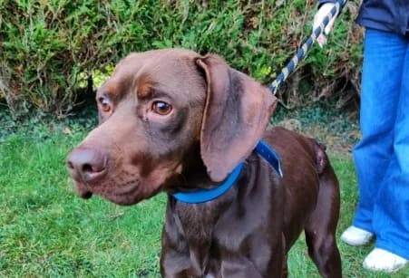 LIKO, male young Pointer for adoption at SPA de Basse-Normandie, Verson