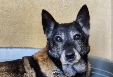 BRAZZA, female senior Belgian Malinois for adoption at SPA de Basse-Normandie, Verson